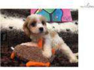 Cavachon Puppy for sale in West Palm Beach, FL, USA