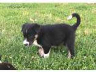 Border Collie Puppy for sale in Smithfield, KY, USA
