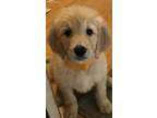 Goldendoodle Puppy for sale in Oswego, NY, USA