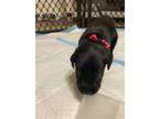 Cane Corso Puppy for sale in Salem, OR, USA
