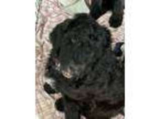 Saint Berdoodle Puppy for sale in Lawrenceville, GA, USA