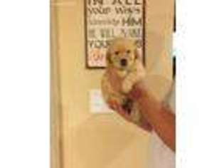 Golden Retriever Puppy for sale in Gallipolis, OH, USA