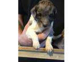 Mutt Puppy for sale in Marlow, OK, USA