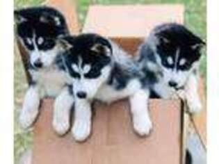 Siberian Husky Puppy for sale in Spencer, IN, USA