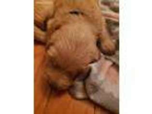 Golden Retriever Puppy for sale in Suffolk, VA, USA