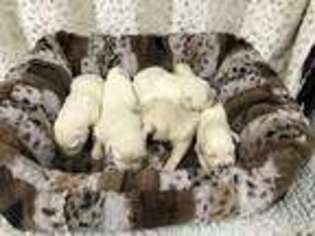 Mutt Puppy for sale in Sugar Valley, GA, USA