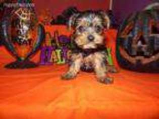 Yorkshire Terrier Puppy for sale in Fitzgerald, GA, USA