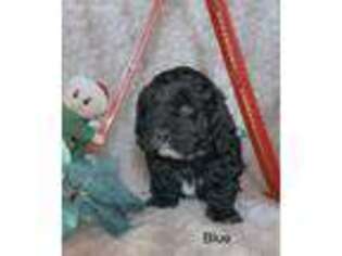 Mutt Puppy for sale in Goshen, UT, USA