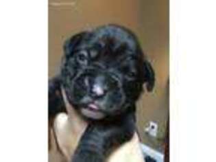 Boxer Puppy for sale in Williamson, WV, USA