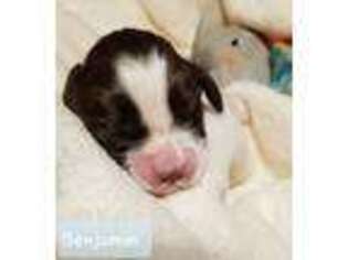 English Springer Spaniel Puppy for sale in Lyles, TN, USA