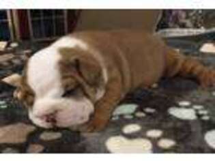 Bulldog Puppy for sale in Potosi, WI, USA