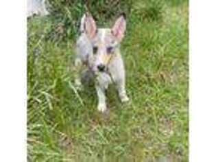 Collie Puppy for sale in Ehrhardt, SC, USA