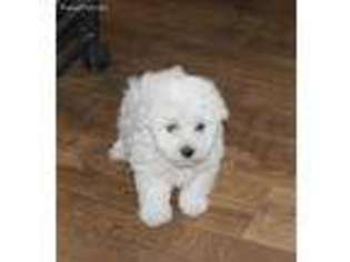 Coton de Tulear Puppy for sale in Belle, MO, USA