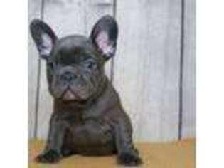French Bulldog Puppy for sale in Blanchard, MI, USA