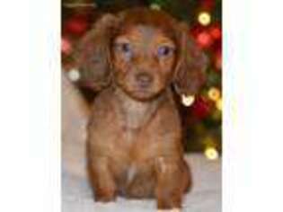 Dachshund Puppy for sale in Anderson, MO, USA