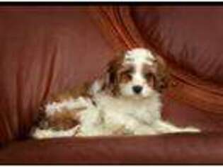 Cavapoo Puppy for sale in Honey Grove, PA, USA