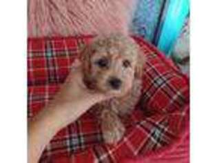 Goldendoodle Puppy for sale in Conway, SC, USA