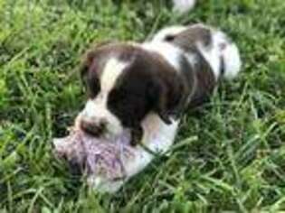English Springer Spaniel Puppy for sale in Eminence, KY, USA