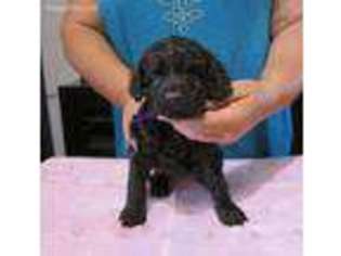 Boykin Spaniel Puppy for sale in Hardinsburg, KY, USA
