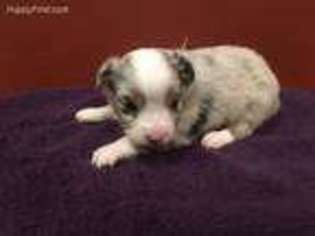 Miniature Australian Shepherd Puppy for sale in Alpena, AR, USA