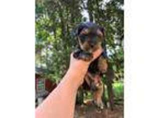 Yorkshire Terrier Puppy for sale in Saluda, SC, USA