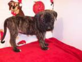 Mastiff Puppy for sale in Morristown, TN, USA