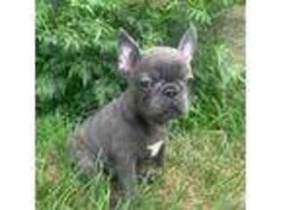 French Bulldog Puppy for sale in Mountain Grove, MO, USA
