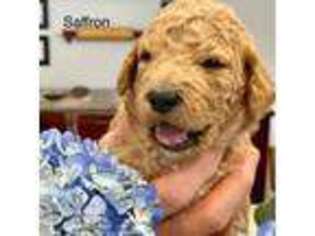 Goldendoodle Puppy for sale in Norton, MA, USA