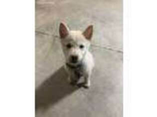 Shiba Inu Puppy for sale in Crete, IL, USA