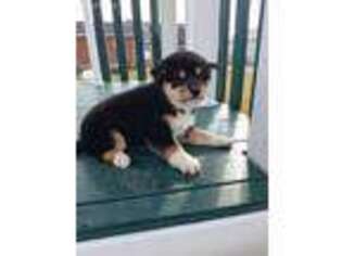 Shiba Inu Puppy for sale in Grabill, IN, USA