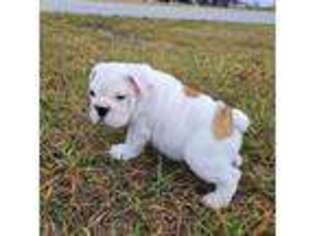 Bulldog Puppy for sale in Wentzville, MO, USA