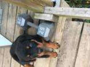 Rottweiler Puppy for sale in Cassopolis, MI, USA