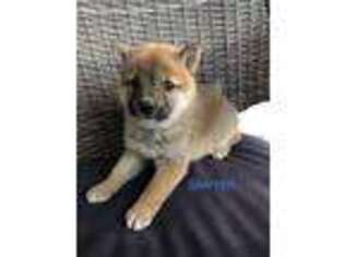 Shiba Inu Puppy for sale in Green Valley, AZ, USA