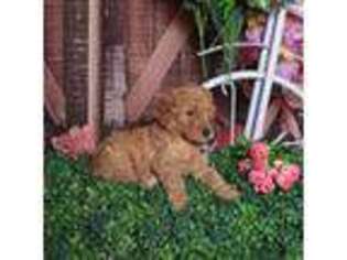 Goldendoodle Puppy for sale in Weslaco, TX, USA