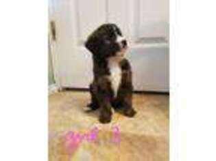 Mutt Puppy for sale in North Jackson, OH, USA