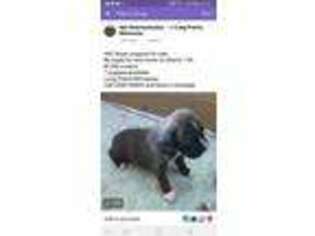 Boxer Puppy for sale in Long Prairie, MN, USA