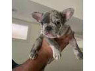 French Bulldog Puppy for sale in Wethersfield, CT, USA