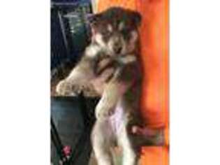 Siberian Husky Puppy for sale in Davison, MI, USA