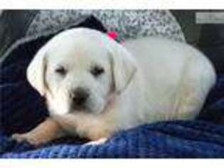 Labrador Retriever Puppy for sale in Findlay, OH, USA