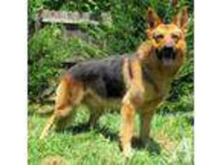 German Shepherd Dog Puppy for sale in LITTLE ROCK, AR, USA