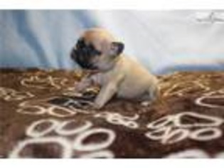 French Bulldog Puppy for sale in Metamora, MI, USA