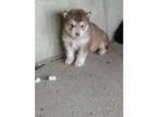 Alaskan Malamute Puppy for sale in Grabill, IN, USA