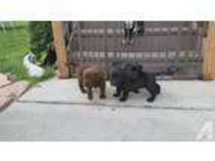 Labrador Retriever Puppy for sale in OGDEN, UT, USA