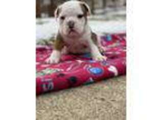 Olde English Bulldogge Puppy for sale in Cuyahoga Falls, OH, USA