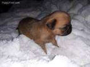 Brussels Griffon Puppy for sale in Alexandria, NE, USA