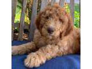 Goldendoodle Puppy for sale in Plain City, OH, USA