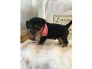 Welsh Terrier Puppy for sale in Lincoln, KS, USA