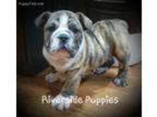 Bulldog Puppy for sale in Belpre, OH, USA