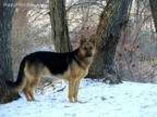 German Shepherd Dog Puppy for sale in Smithville, OH, USA
