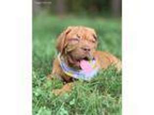 American Bull Dogue De Bordeaux Puppy for sale in Troutman, NC, USA